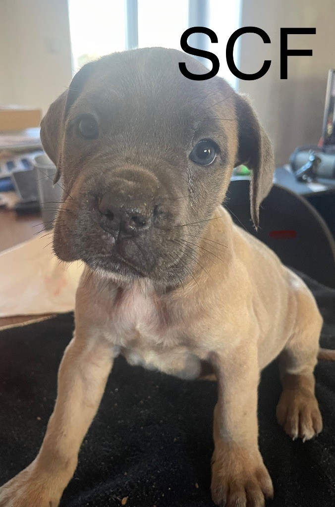 Le Domaine Des Amazones - Chiot disponible  - Cane Corso