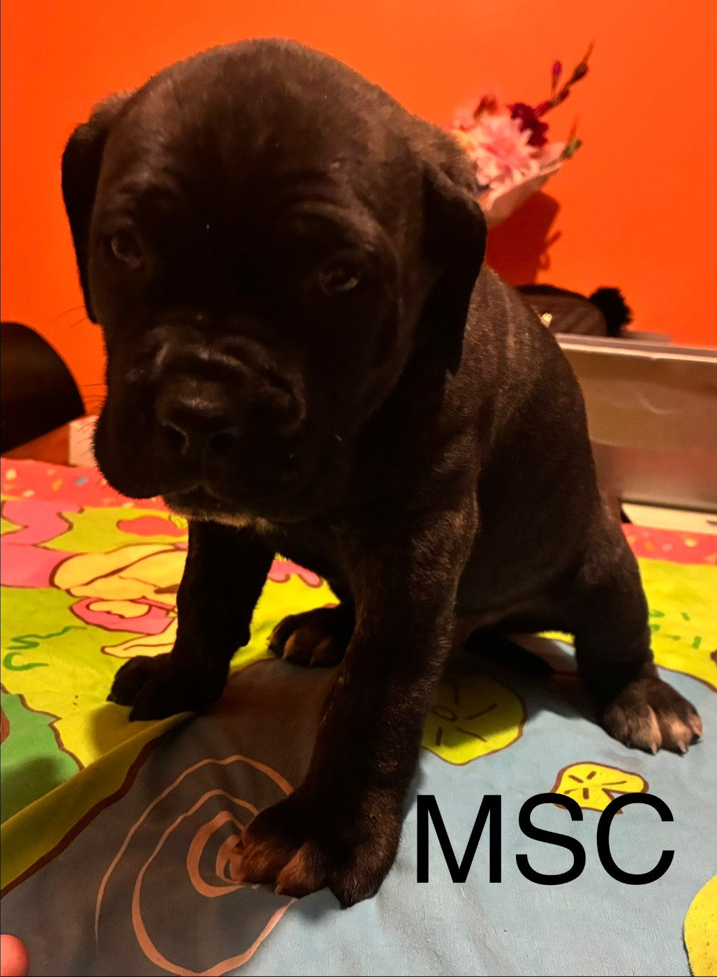 Le Domaine Des Amazones - Chiots disponibles - Cane Corso