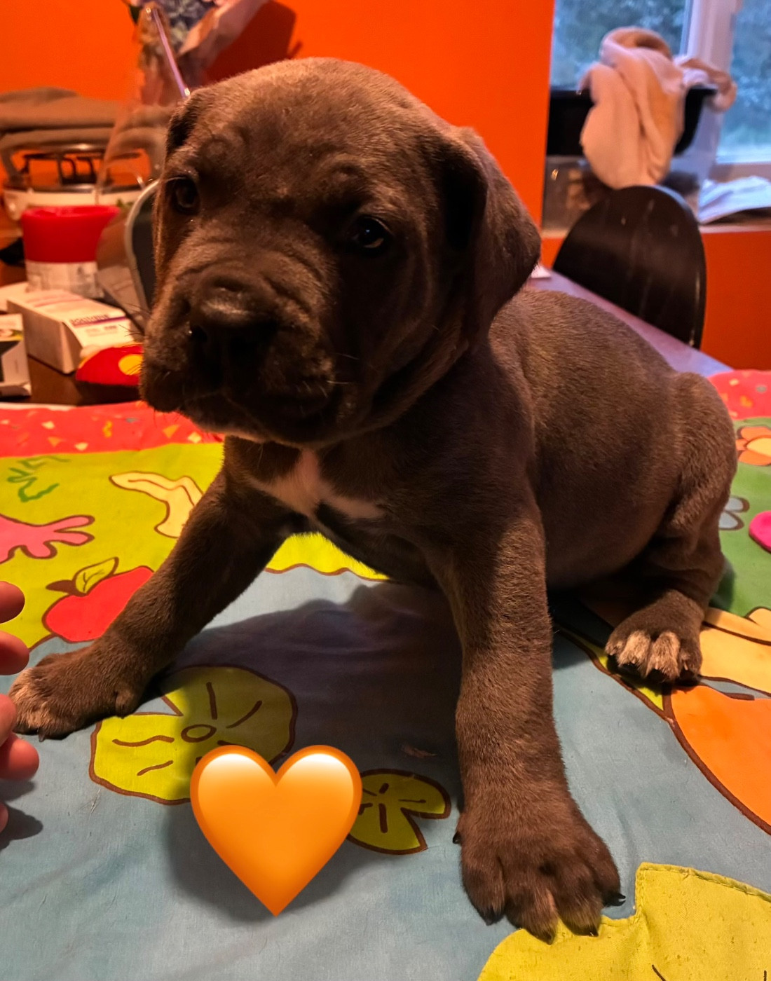 Le Domaine Des Amazones - Chiots disponibles - Cane Corso