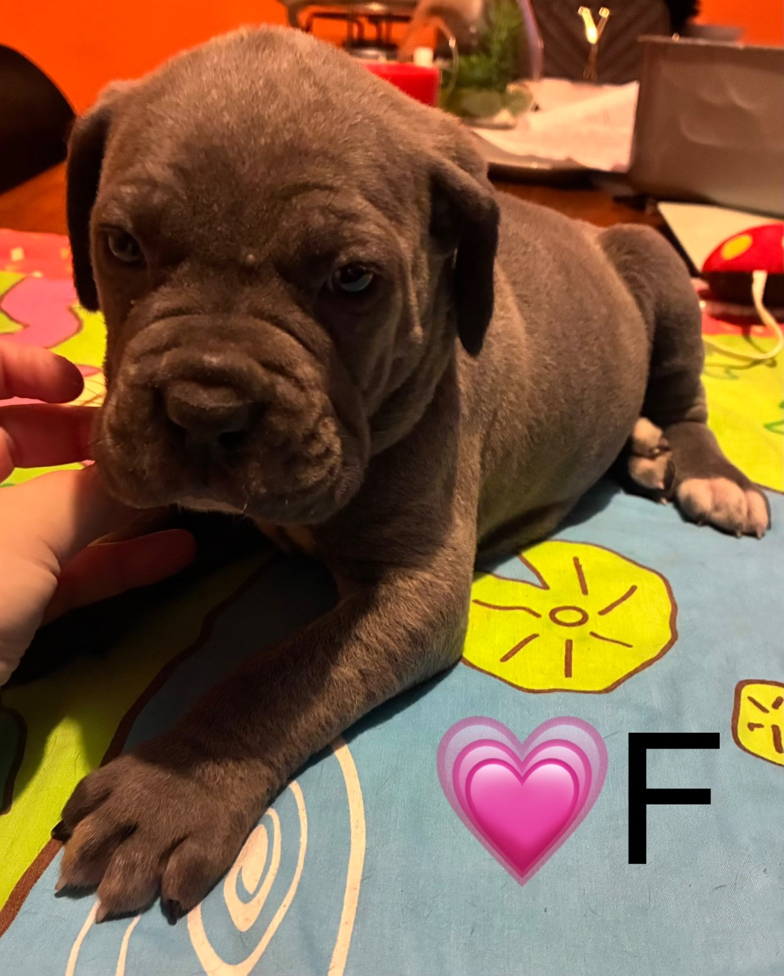 Le Domaine Des Amazones - Chiots disponibles - Cane Corso