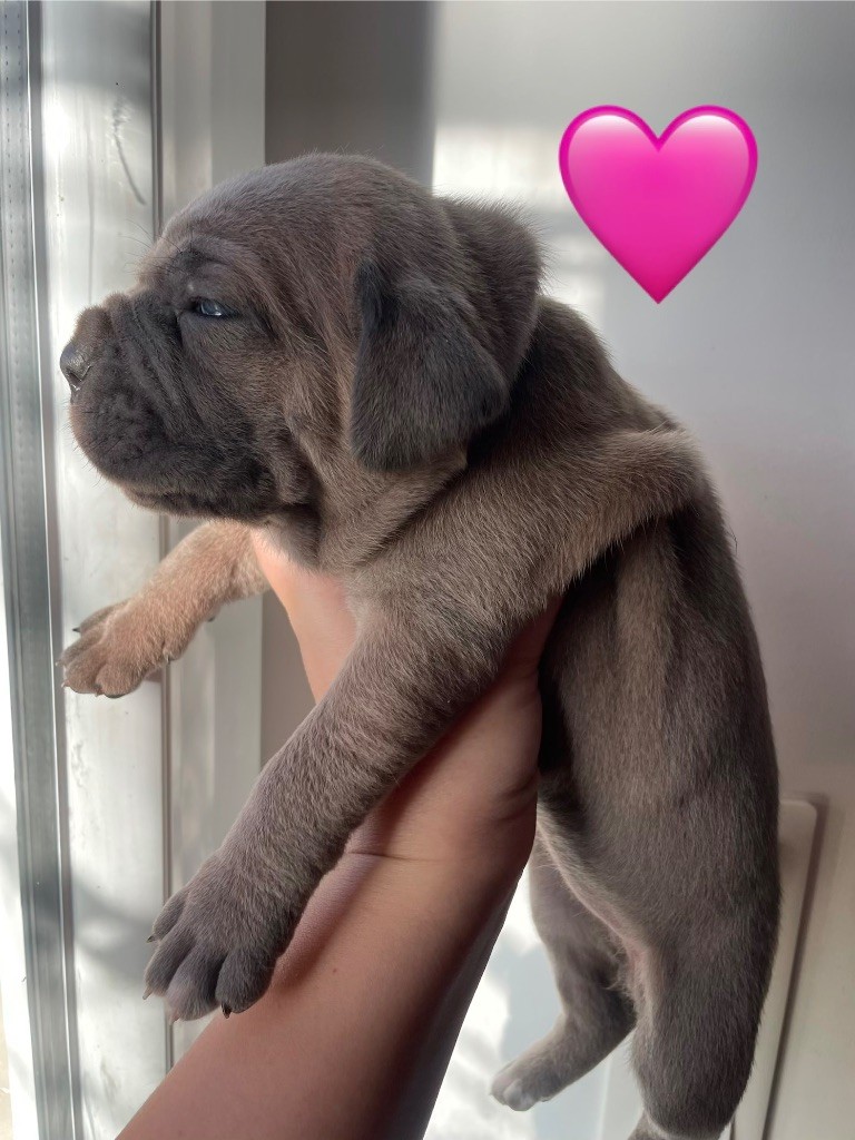 Le Domaine Des Amazones - Chiots disponibles - Cane Corso