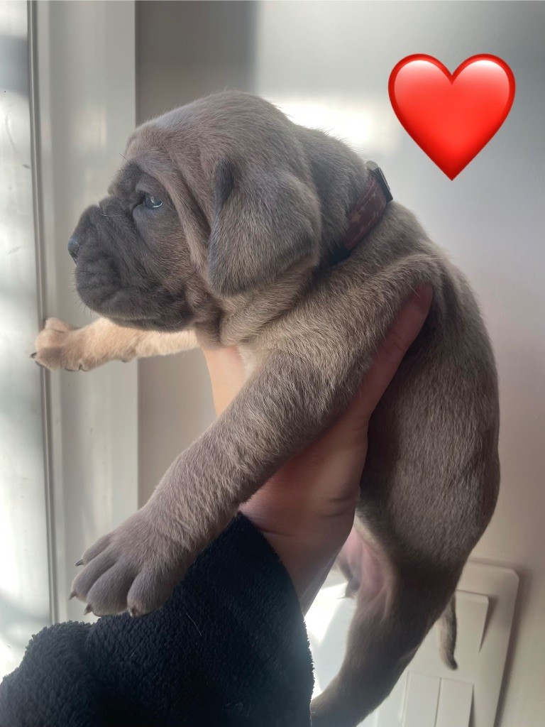 Le Domaine Des Amazones - Chiots disponibles - Cane Corso